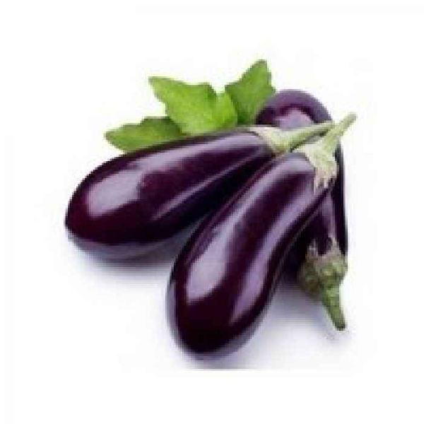 fresh brinjal