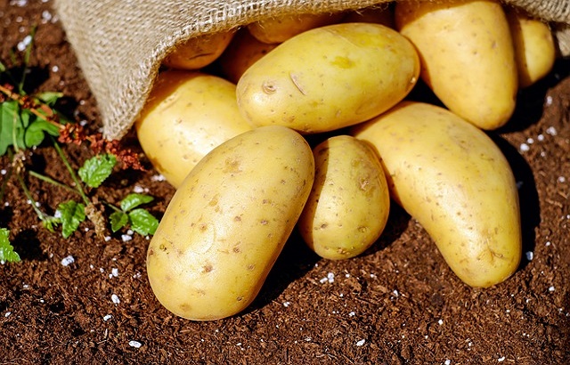 Organic fresh potato, for Cooking, Home, Restaurant, Snacks, Feature : Early Maturing, Healthy, Mild Flavor