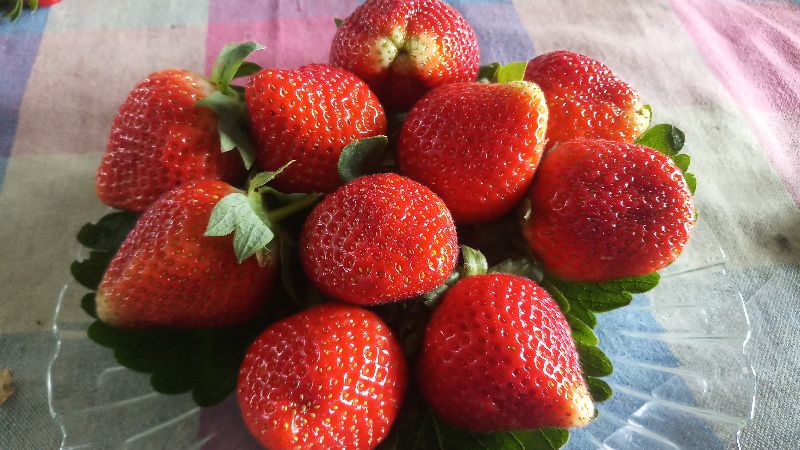 organic fresh hills strawberries