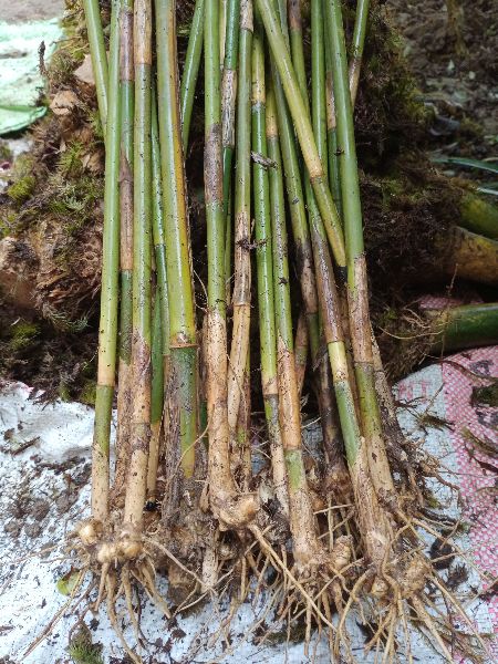 Bamboosa balcooa Plant