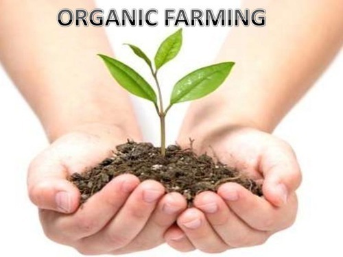 Organic Farming Consultancy Service