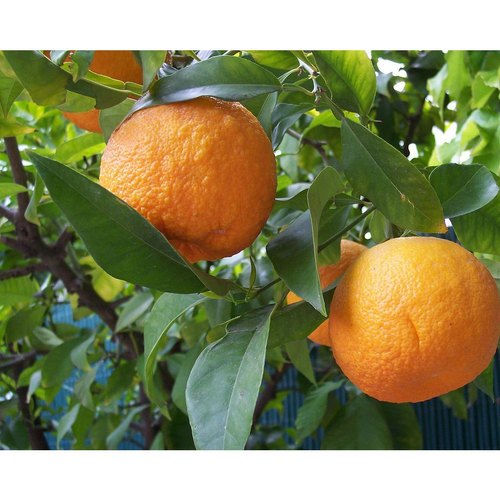 L-Carvons 55% & 60%, Botanical Name : Citrus aurantium Linn