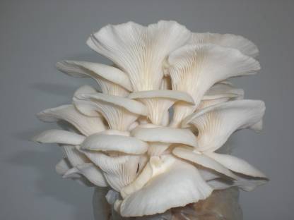 Ganoderma Mushrooms