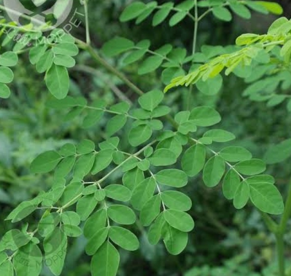 Moringa Leaves, for Cosmetics, Medicine, Feature : Good Quality, Insect Free, Nice Aroma