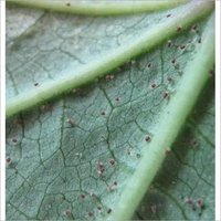 Bio Pesticide for Mite &amp;amp;amp;amp;amp; Thrips