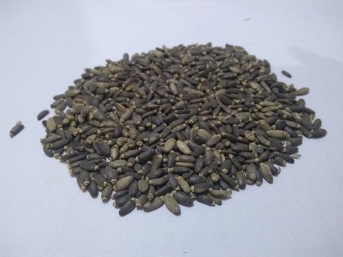 Silybum marianum Seed, Packaging Size : 25 kgs pp bags