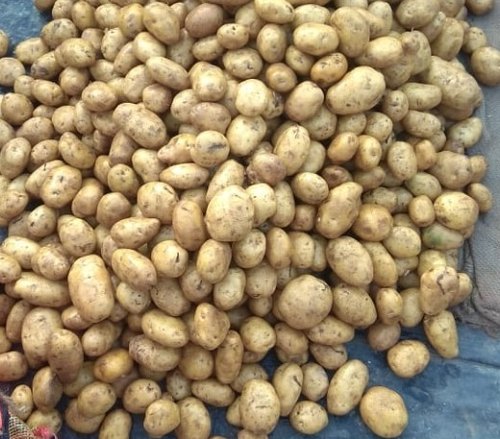 Agra Potato, Packaging Type : Jute Bag