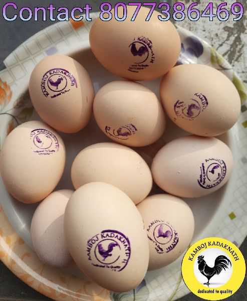 Kadaknath Eggs Vs Normal Eggs - Goimages City