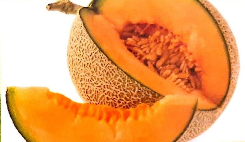 Fresh Muskmelon