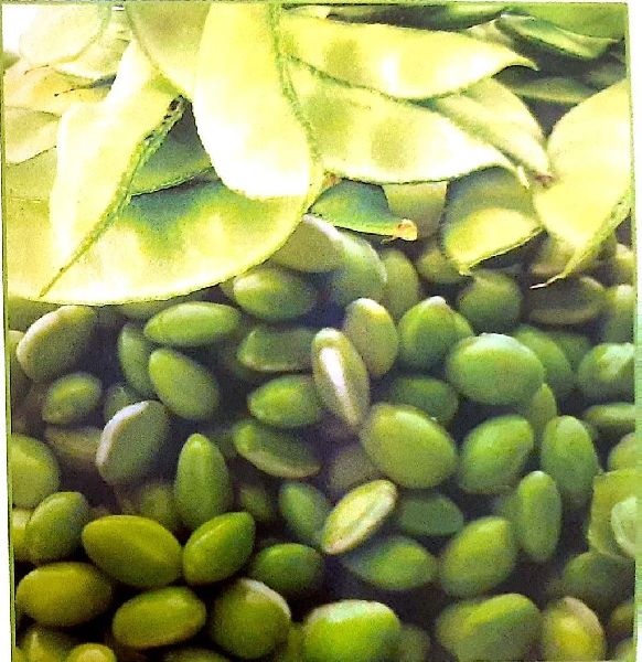 Fresh Surti Papdi Beans, Size : Max 5 Cm in Length