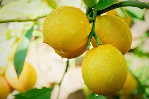 Organic fresh lemon, Shelf Life : 15days
