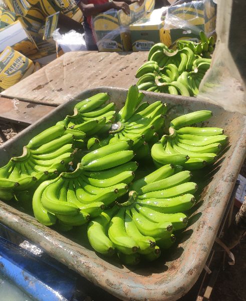 Organic Fresh Green Banana, Feature : High Value, Strong Flavor