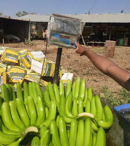 Fresh Raw Banana