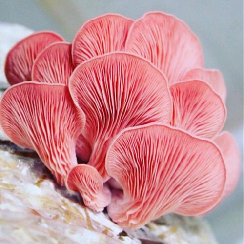 Organic Pink Oyster Mushroom, for Cooking, Packaging Type : Plastic Container