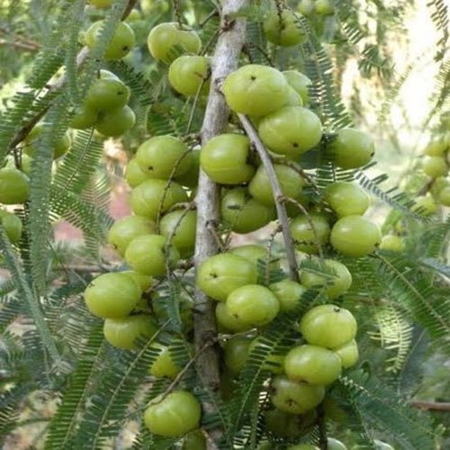 Amla Plant, for Medicine, Cosmetic, Agriculture