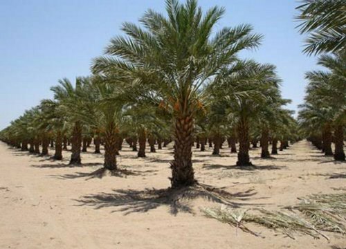 Date Palm Plant