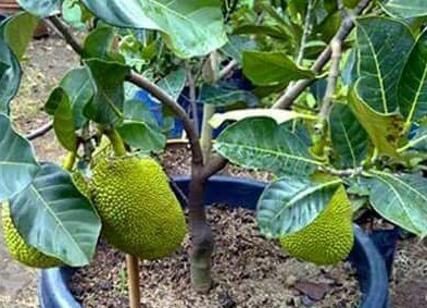 Jackfruit Grafted Plant