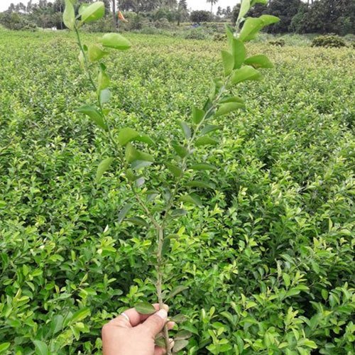 Green 600 gms Kagzi Lemon Plant