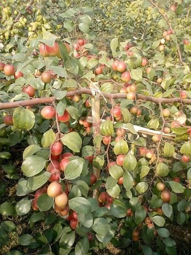 Kashmiri Red Apple Ber Plant, Packaging Type : Poly Bag