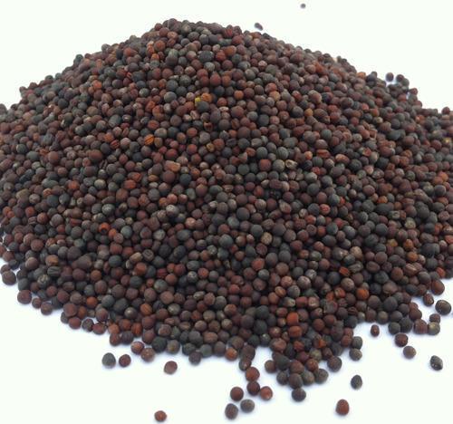 Organic Canola Seeds, for Agriculture, Cooking, Packaging Type : Plastic Packets