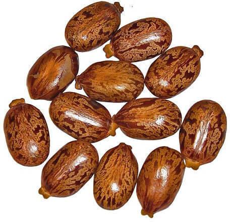 Organic castor seeds, Feature : Hygienically Packed, Natural Color