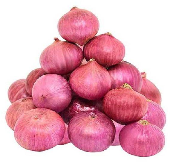 Organic Pink Onion, Packaging Type : PP Bag