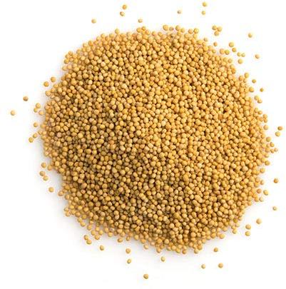 yellow mustard seeds