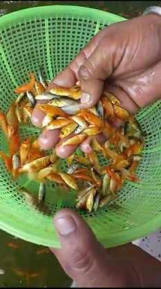 Common Carp Fish Seeds, Feature : High In Protein