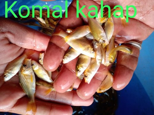 Kaap Fish Seeds, Feature : High In Protein