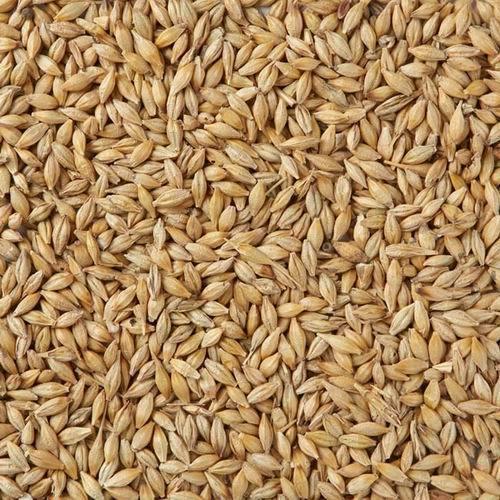 Barley Seeds, Style : Dried