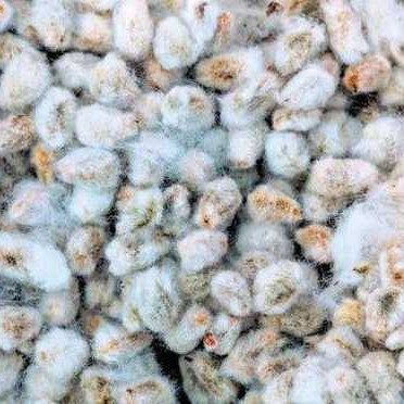 Organic Cotton Seeds, for Cattle, Poultry Feet, Color : White