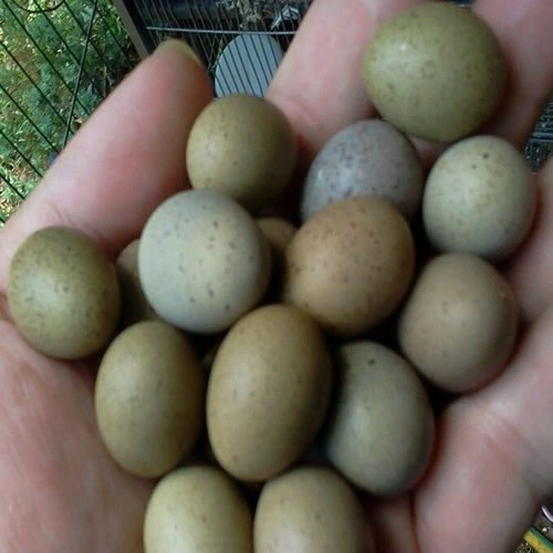 Parrot Eggs, for Bakery Use