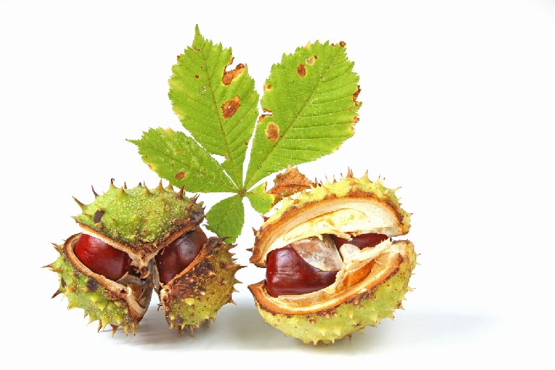 Organic Horse Chestnut, for Skin veins care, Grade : Medicine Grade