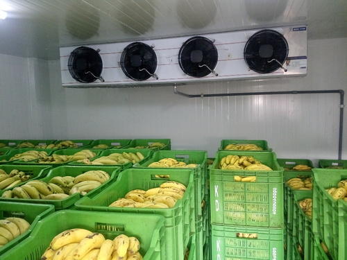 Ripening Chambers Banana,