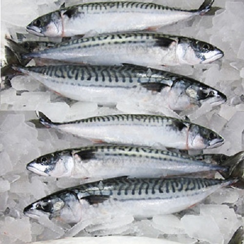 Frozen Mackerel Fish