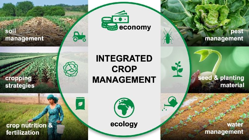 Integrated Crop Management Consultancy