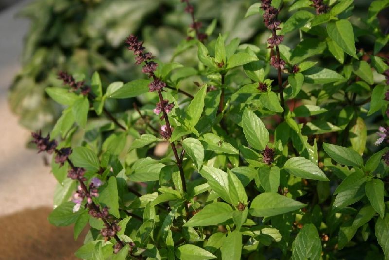 Tulsi Leaves