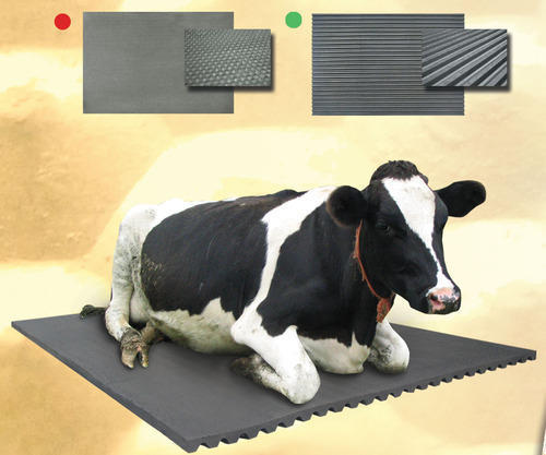 EVA cow mat, Width : 5 feet