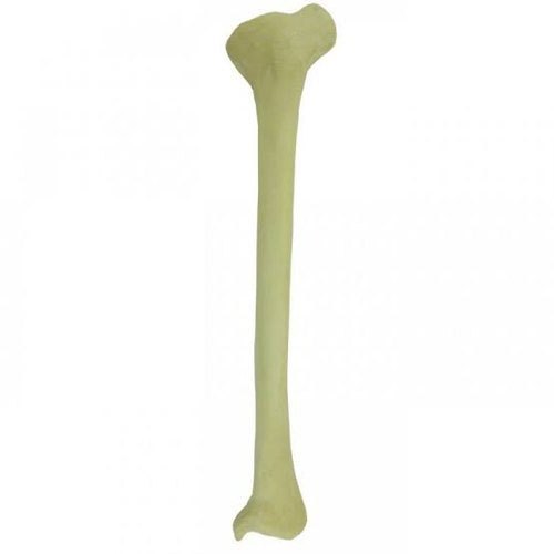 200-300 Grams PVC Femur Bone Model, Size : 20-30 cm