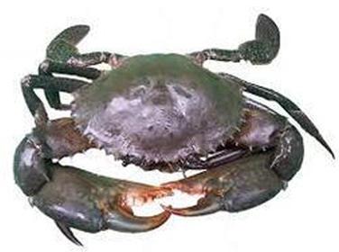 Fresh Crab, for Household, Restaurant, Packaging Type : Thermal Boxes