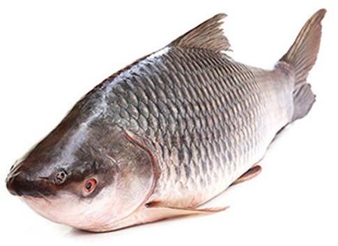 Fresh fish, for Human Consumption, Making Medicine, Making Oil, Certification : FDA Certified