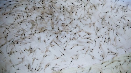 Vannamei Shrimp Seed, for Fish Farming