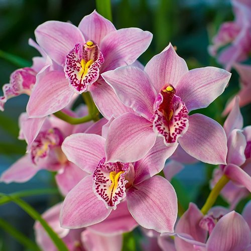 Cymbidium Orchid, Color : Pink