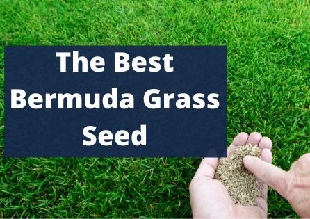 Bermuda Grass Seeds, Feature : Best quality products