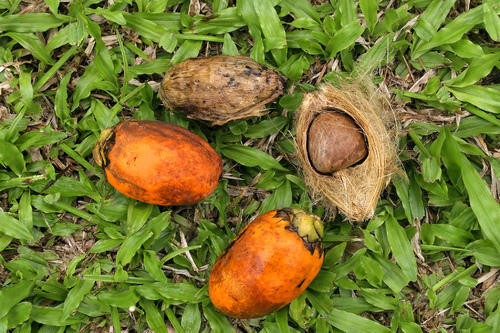 Betel Nut Palm Seeds, Feature : Best quality products