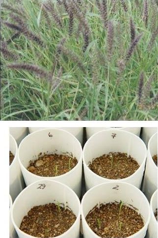 Buffel Grass Seeds, Feature : Best quality products