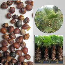 California Fan Palm Seeds, Feature : Best quality products