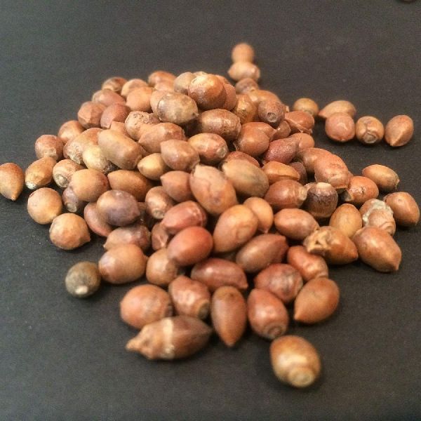 Common Yew Seeds