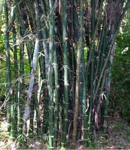 Gaint Bamboo Seeds