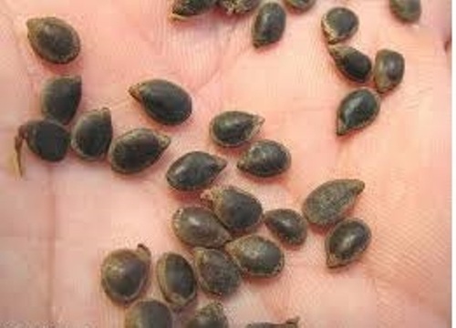 Pink Cedar Seeds